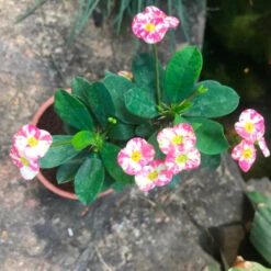 Euphorbia Milii Angel Face Cactus Plant -Plant Life Decor Shop EuphorbiaMilii AngelFace 3