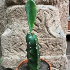 Euphorbia Royleana Cactus Plant -Plant Life Decor Shop EuphorbiaRoyleana 2