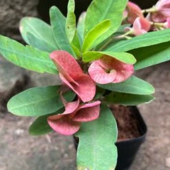 Euphorbia Millii Sonia Cactus Plant