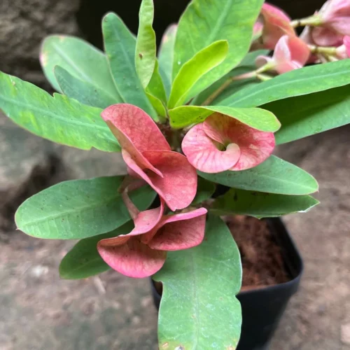 Euphorbia Millii Sonia Cactus Plant