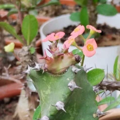 Euphorbia Tortilis Plant -Plant Life Decor Shop EuphorbiaTortilis 3