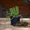 Euphorbia Flanaganii Medusas Head Succulent Plant