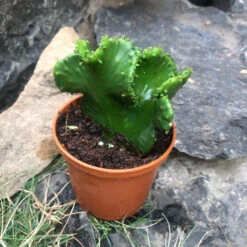 Euphorbia Flanaganii F. Cristata Green Coral Cactus Plant