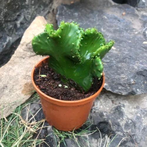 Euphorbia Flanaganii F. Cristata Green Coral Cactus Plant