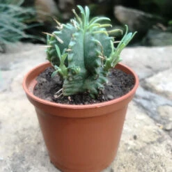 Euphorbia Aggregata Cactus Plant
