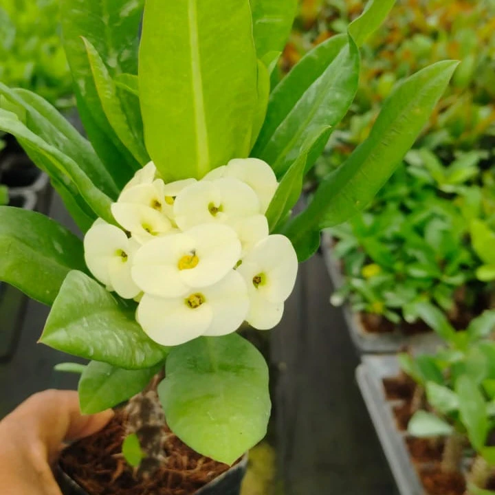 Euphorbia Millii White Bouquet Cactus Plant 1 Euphorbia Millii White Bouquet Cactus Plant