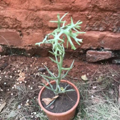 Euphorbia Stanoclada Silver Thicket Succulent Plant -Plant Life Decor Shop Euphorbia stenoclada 1