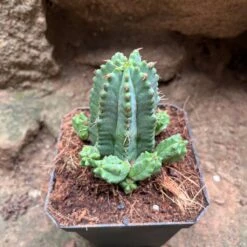 Euphorbia Anoplia Cactus Plant -Plant Life Decor Shop Euphorbiaanoplia