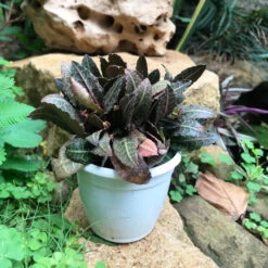 Euphorbia Francoisii Rasberrymint Plant -Plant Life Decor Shop EuphorbiafrancoisiiRasberrymint 1