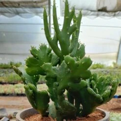 Euphorbia Leucodendron 'Cristata' Cactus Plant