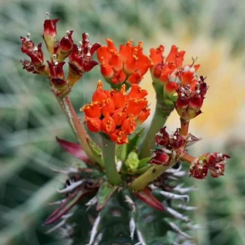 Euphorbia Viguieri Cactus Plant