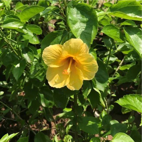 Hibiscus Yellow Fellow Plant