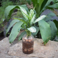 Exotic Masquerade Water Terrarium Kit -Plant Life Decor Shop Exotic masquerade 1