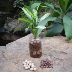 Exotic Masquerade Water Terrarium Kit