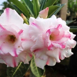 Florance Adenium Plant