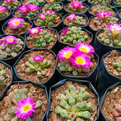 Frithia Pulchra Succulent Plant 7 Frithia Pulchra Succulent Plant -Plant Life Decor Shop FenestrariaRhopalophyllasubsp.Aurantiaca 2