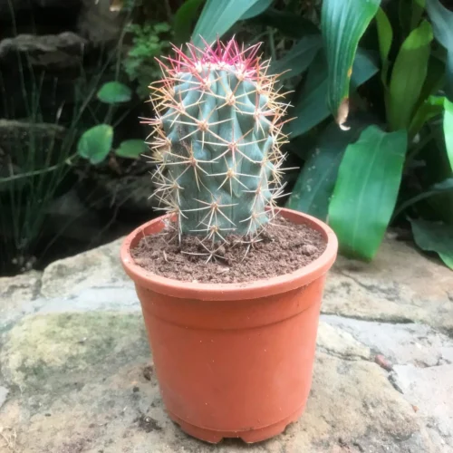 Ferocactus Acanthodes Ssp. Lecontei Cactus Plant -Plant Life Decor Shop FerocactusAsanthnodes 1