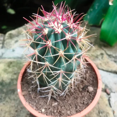 Ferocactus Acanthodes Ssp. Lecontei Cactus Plant