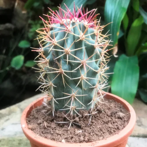 Ferocactus Acanthodes Ssp. Lecontei Cactus Plant -Plant Life Decor Shop FerocactusAsanthnodes 4
