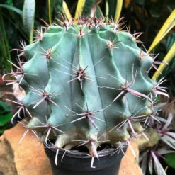 Ferocactus Horridus Brevispinu Cactus Plant -Plant Life Decor Shop FerocactusHorridusBrevispinu 1
