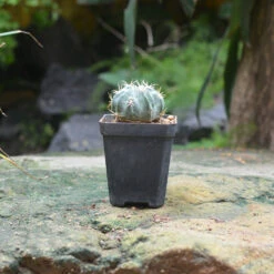 Ferocactus Latispinus Var. Latispinus Cactus Plant -Plant Life Decor Shop Ferocactus Latispinus 2