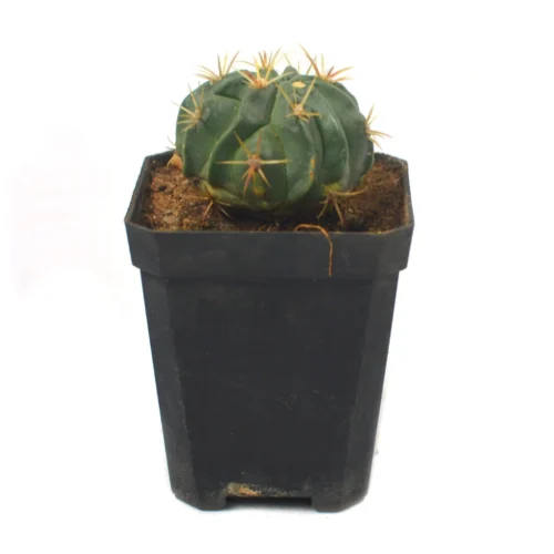 Ferocactus Latispinus Var. Latispinus Cactus Plant -Plant Life Decor Shop Ferocactus Latispinus 4