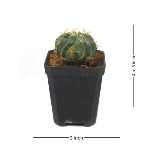 Ferocactus Latispinus Var. Latispinus Cactus Plant -Plant Life Decor Shop Ferocactus Latispinus 4 95ab9ecf 4db0 4b1e a888 f56e45128080