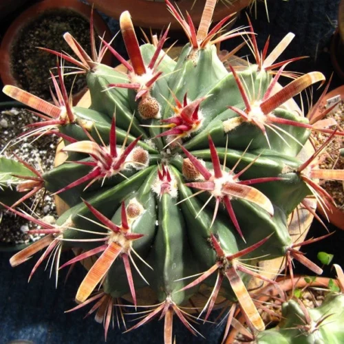 Ferocactus Latispinus Var. Latispinus Cactus Plant -Plant Life Decor Shop Ferocactus latispinus var. latispinus