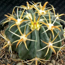 Ferocactus Latispinus Var. Flavispinus Cactus Plant
