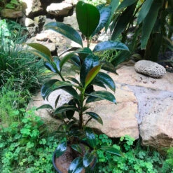 Ficus Elastica Robusta Plant -Plant Life Decor Shop FicusElasticaRobusta 2