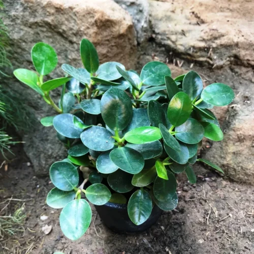 Ficus Microcarpa Compacta Plant -Plant Life Decor Shop FicusMicrocarpacompacta 1