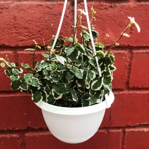 Ficus Pumila Variegata Plant