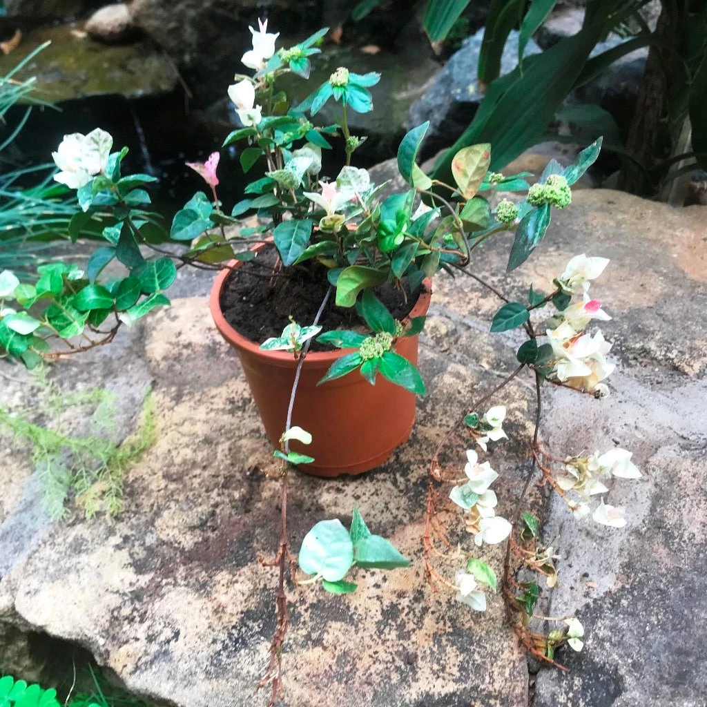 Ficus Pumila Repens Variegata Plant 3 Ficus Pumila Repens Variegata Plant - Image 3