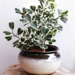 Ficus Triangularis Variegata Plant