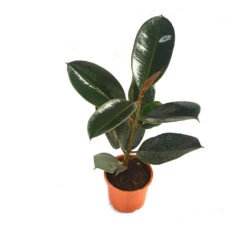 Ficus Elastica Burgundy Plant