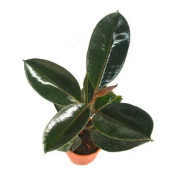Ficus Elastica Burgundy Plant -Plant Life Decor Shop Ficus Elastica 3