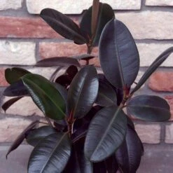 Ficus Elastica Burgundy Plant -Plant Life Decor Shop Ficus Elastica Burgundy
