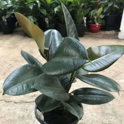 Ficus Elastica Robusta Plant -Plant Life Decor Shop Ficus Elastica Robusta 1