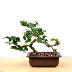 Bonsai Sandpaper Plant
