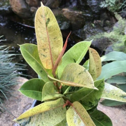 Ficus Elastica Shivereana Plant -Plant Life Decor Shop Ficus elastica Shrivereana