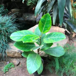 Ficus AltissimaYellow Gem Plant -Plant Life Decor Shop FicusaltissimaYellowGem 3