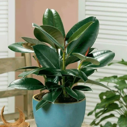 Ficus Elastica Robusta Plant -Plant Life Decor Shop Ficuselastica Robusta