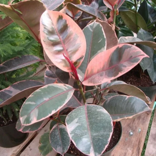 Ficus Elastica Red Ruby Plant