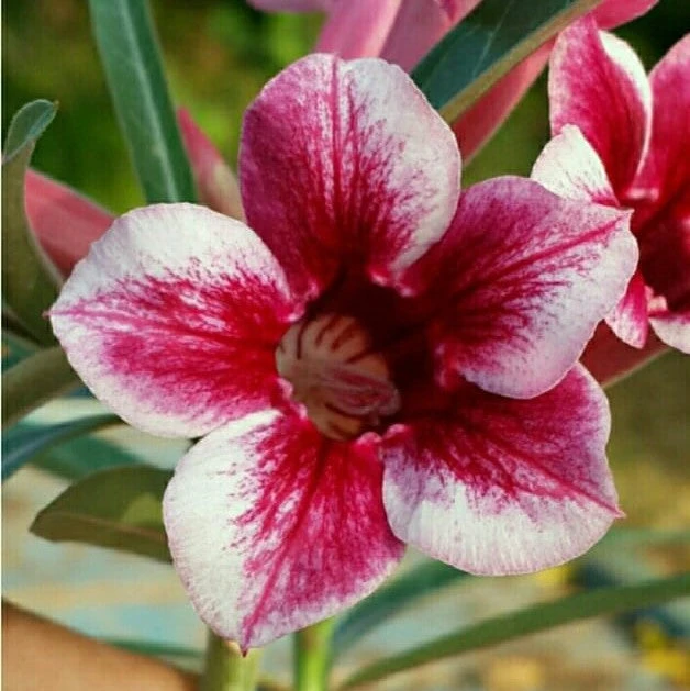 Crispum Hybrid 'Firecrest Bloom' Adenium Plant 1 Crispum Hybrid 'Firecrest Bloom' Adenium Plant