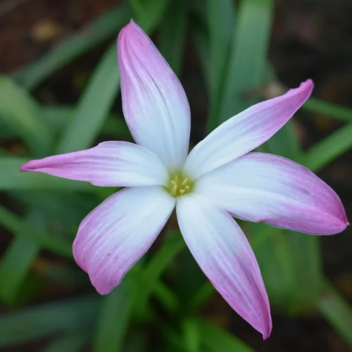 Rain Lily 'First Love' (Bulbs)