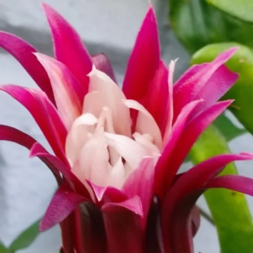 Selenicereus Anthonyanus Plant -Plant Life Decor Shop FishBoneCactus 2