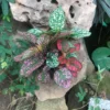Fittonia Mix Plant