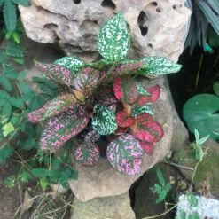Fittonia Mix Plant