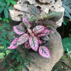 Fittonia Mix Plant -Plant Life Decor Shop Fittonia Mix 3