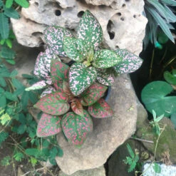 Fittonia Mix Plant -Plant Life Decor Shop Fittonia Mix 4